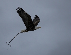 Haliaeetus leucocephalus