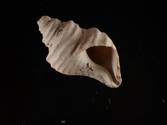 Neptunea decemcostata