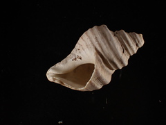 Neptunea decemcostata