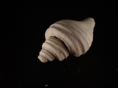 Neptunea decemcostata