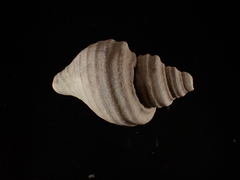 Neptunea decemcostata