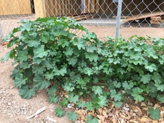 Malva parviflora