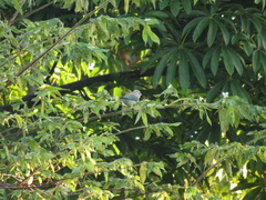 Thraupis glaucocolpa