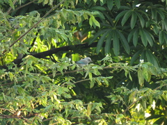 Thraupis glaucocolpa