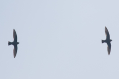 Streptoprocne semicollaris