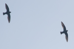 Streptoprocne semicollaris