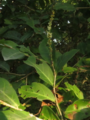 Coccoloba obtusifolia