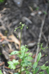 Stellaria umbellata