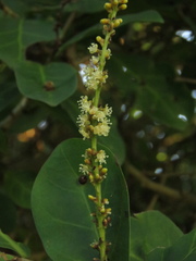 Coccoloba obtusifolia