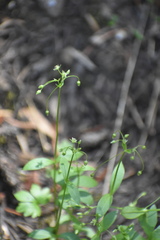 Stellaria umbellata