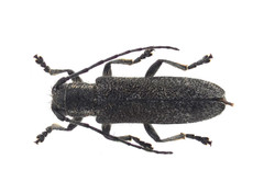 Saperda inornata