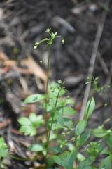 Stellaria umbellata
