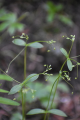 Stellaria umbellata