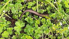 Siderolamprus rozellae