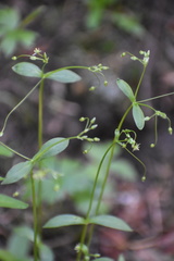 Stellaria umbellata