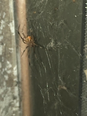 Latrodectus geometricus