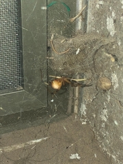 Latrodectus geometricus