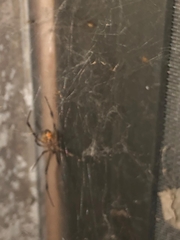 Latrodectus geometricus