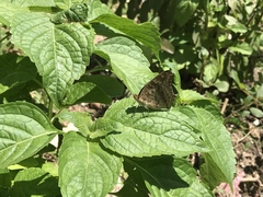 Junonia lemonias