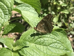 Junonia lemonias