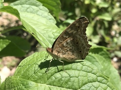 Junonia lemonias