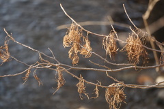 Eriophyes rhoinus