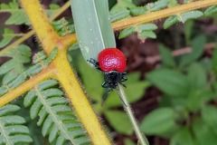Grammodesma rubroaenea