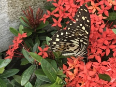 Papilio demoleus