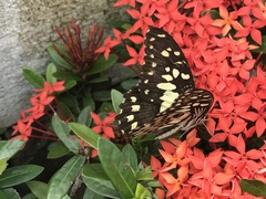 Papilio demoleus