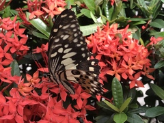 Papilio demoleus