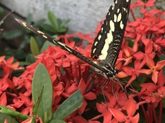 Papilio demoleus