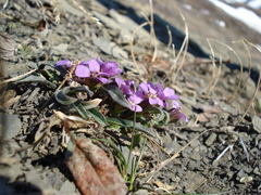Erysimum pallasii