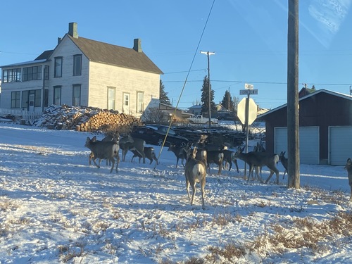 Mule Deer photographed in Montana