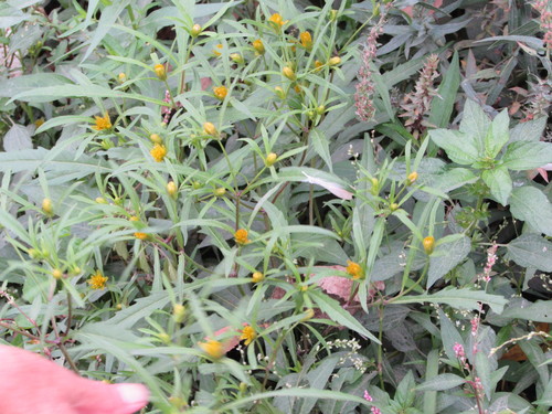 Bidens bidentoides