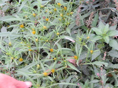Bidens bidentoides
