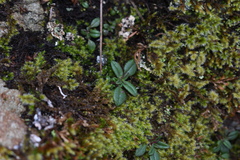 Collinsia grandiflora