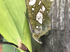 Eudocima hypermnestra