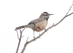 Campylorhynchus brunneicapillus