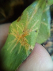 Philocryptica polypodii