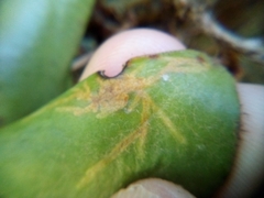 Philocryptica polypodii