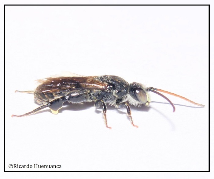 Oediscelis
