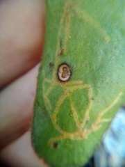 Philocryptica polypodii