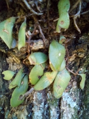 Philocryptica polypodii