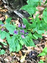 Solanum dulcamara