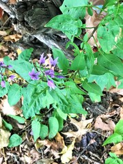 Solanum dulcamara