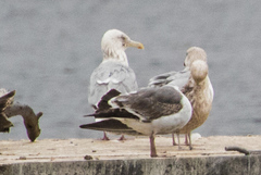 Larus argentatus × glaucescens