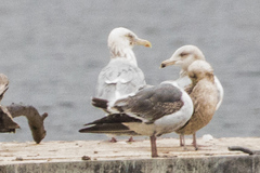 Larus argentatus × glaucescens
