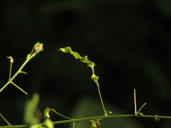 Desmodium procumbens