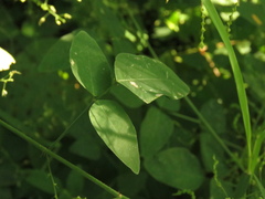 Desmodium procumbens