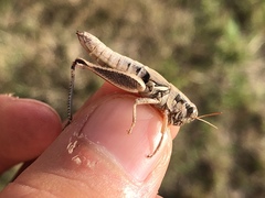 Melanoplus cameronis